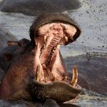 Hippo attacks: How to avoid one of Africa’s most dangerous animals