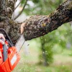 Tree Removal Canberra